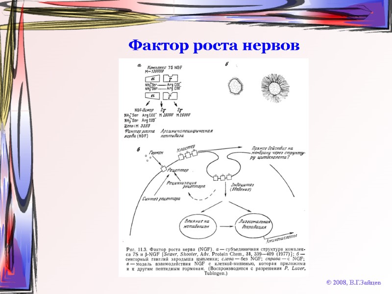 Фактор роста нервов © 2008, В.Г.Зайцев